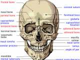 Le Fort, Mandibular, Zygomatic, Orbital, Nasal – Facial Fractures